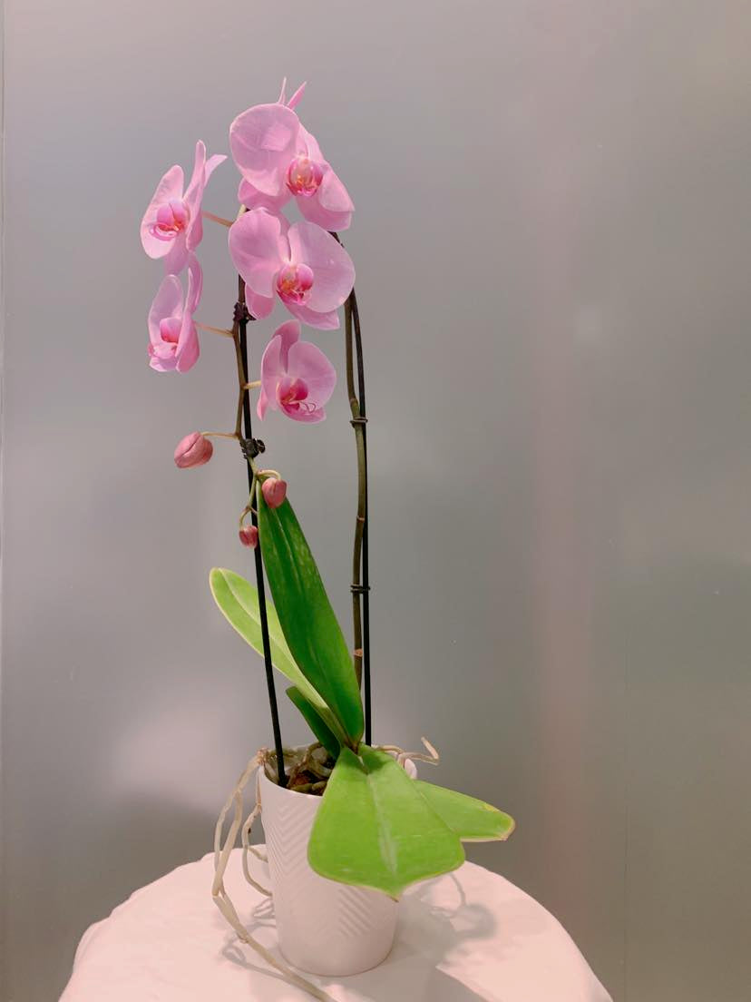 Orchids