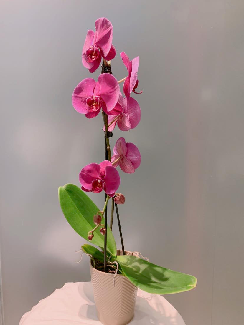 Orchids