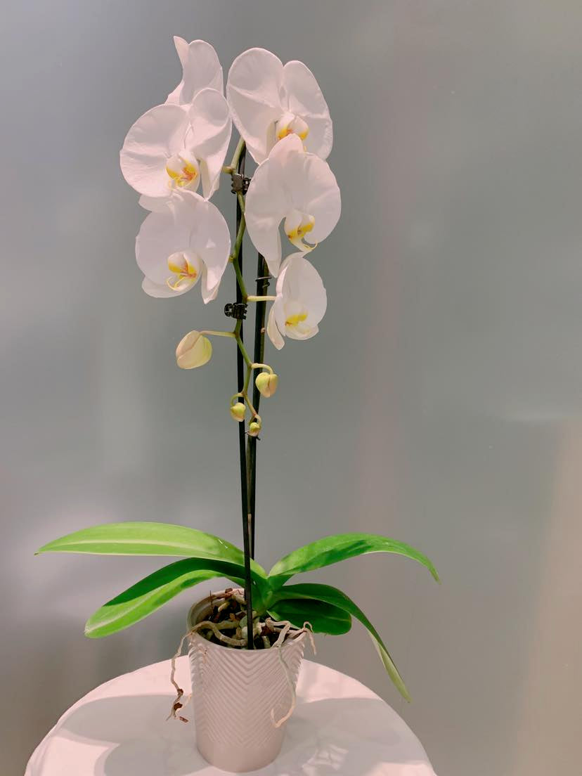 Orchids