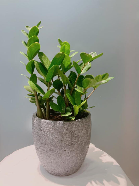 ZZ Plant - 6”