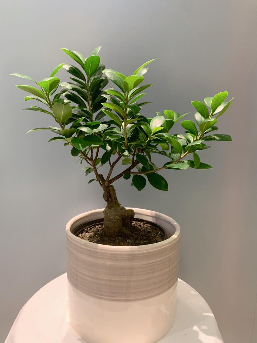 Bonsai Ficus Ginseng