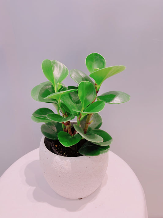 Peperomia - 4”