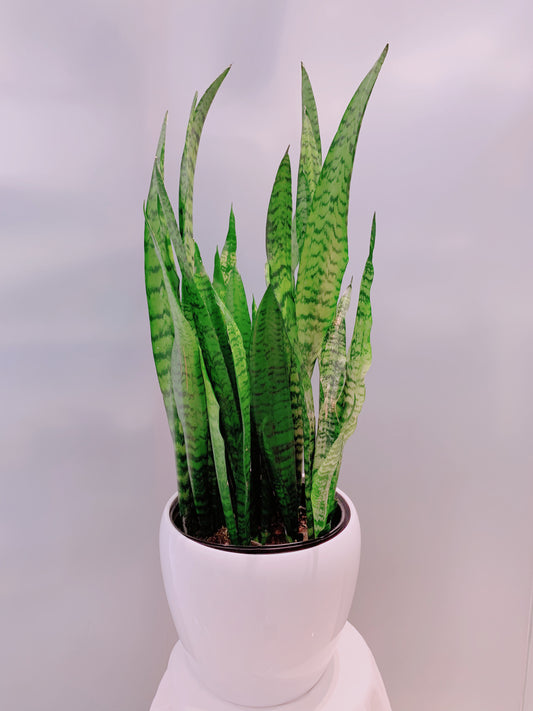 Snake Plant - 10”