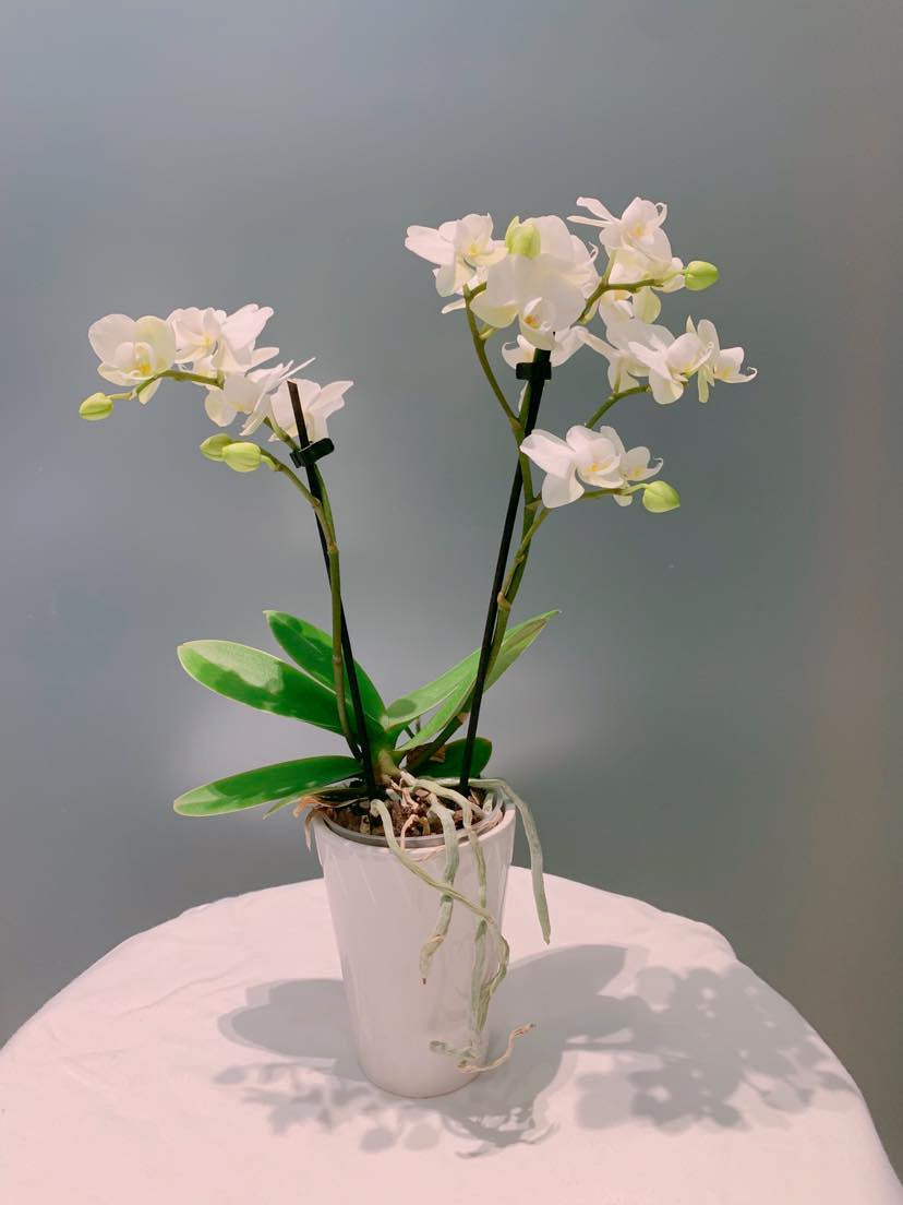 Piccola Orchids