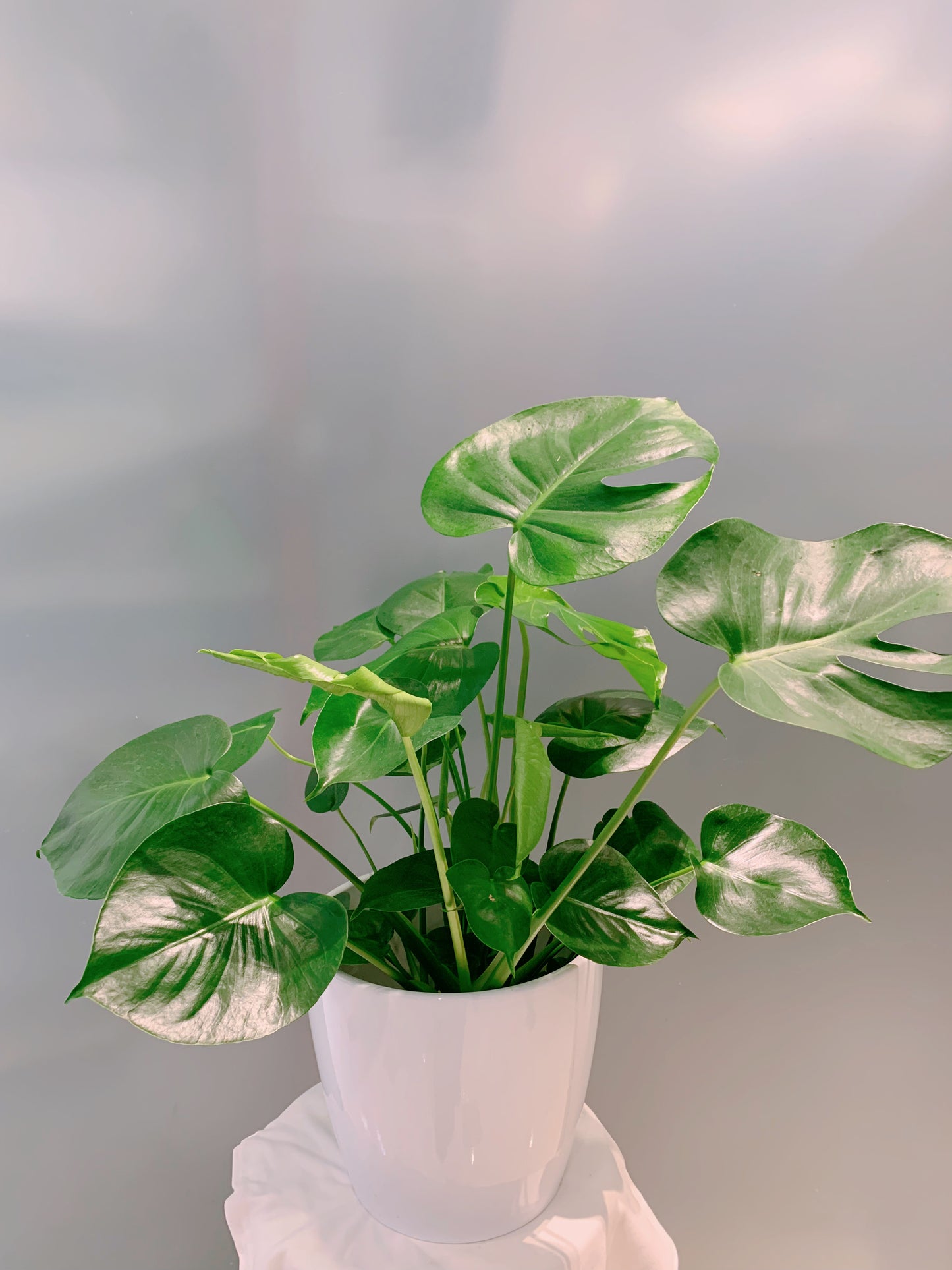 Monstera - 8”