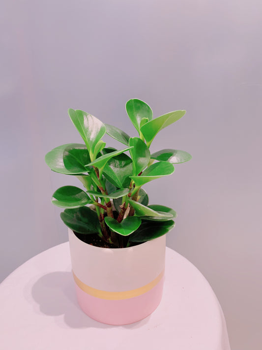 Peperomia -4”