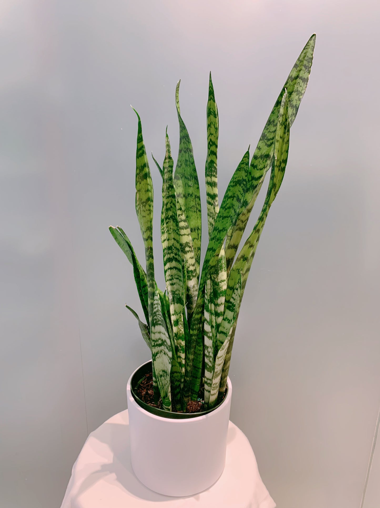 Snake Plant - 6”