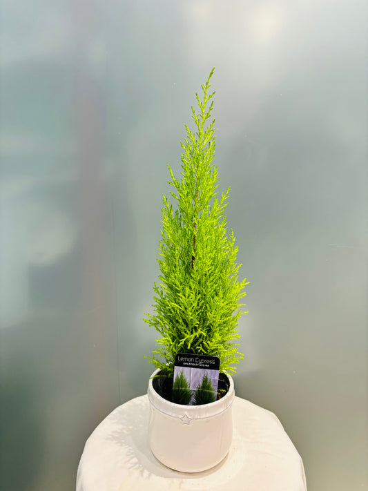 Small Lemon Cypress