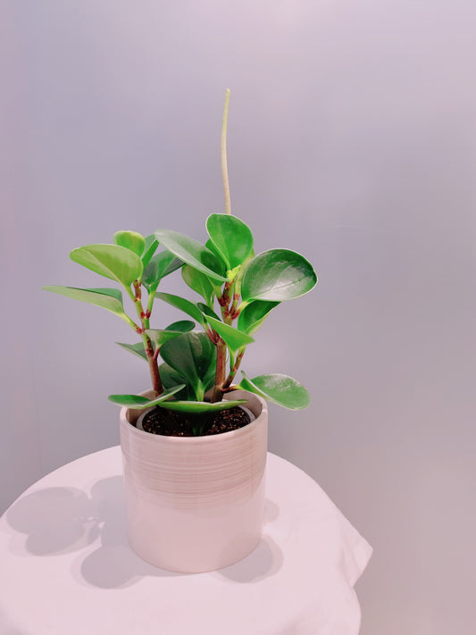 Peperomia - 4”